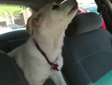 Dogs Can Never Stand Up In Cars GIF