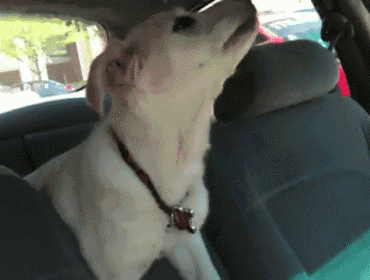 a dog is sitting in the back seat of a car with its mouth open