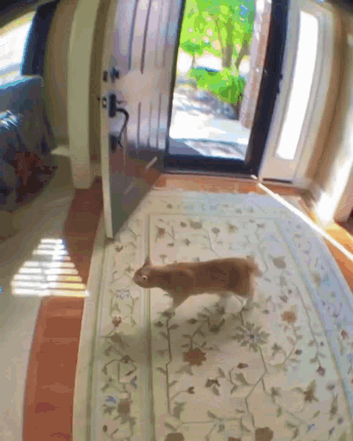 a cat is walking across a rug in front of an open door