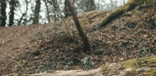 a person is walking down a path in the woods with a log in the foreground .
