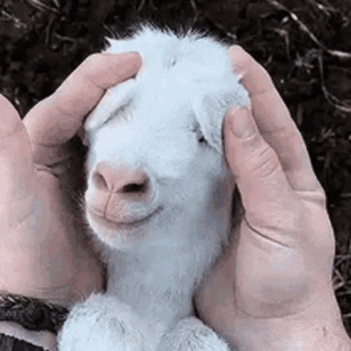 Goat Peekaboo GIF - Goat Peekaboo Ears GIFs