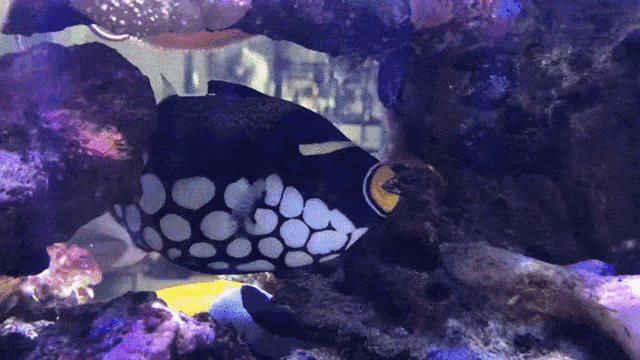 a fish with a yellow circle on its face is swimming in a tank