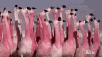 a flock of flamingos are standing next to each other in a row .