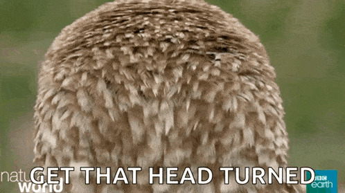 a close up of an owl with the words " get that head turned " above it