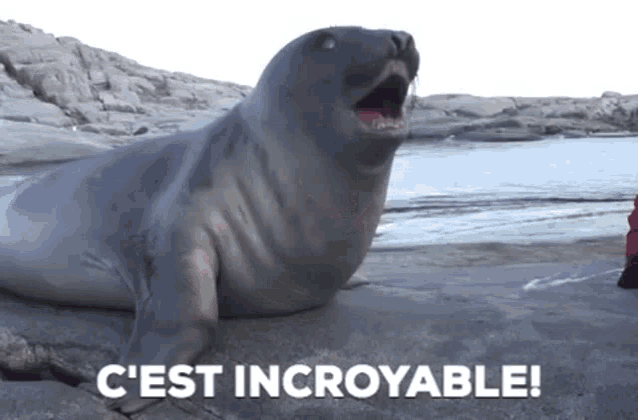 a seal with its mouth open and the words c'est incroyable
