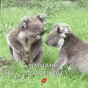 Koala Kiss GIF - Koala Kiss Cute GIFs