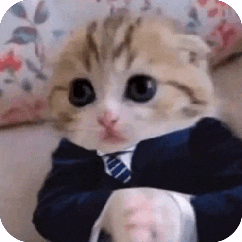 a kitten is wearing a suit and tie .