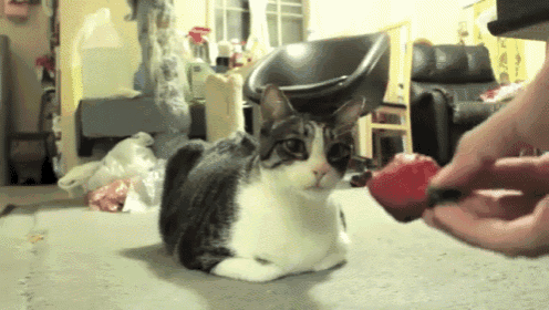 Do You Want A Strawberry? - No! GIF - Cats GIFs