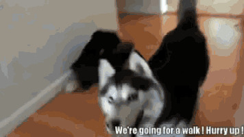 a husky dog is standing next to another dog in a hallway .