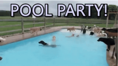 Pool Party Dogs GIF - Pool Party Dogs Doggos GIFs