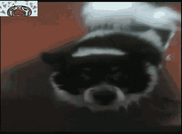 a black and white dog with a chef hat on its head
