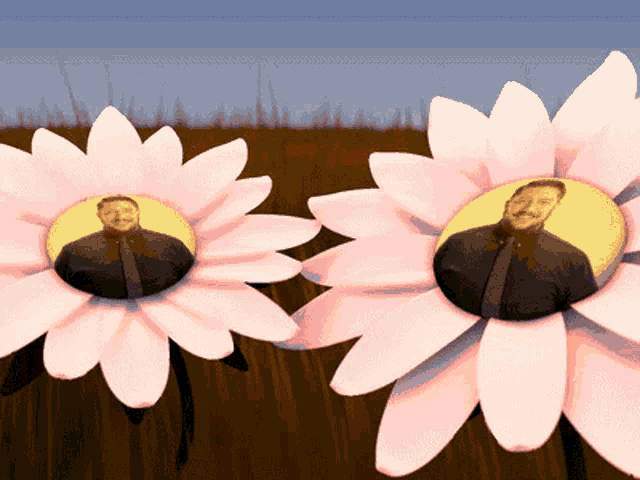 two pink daisies with a picture of a man on them
