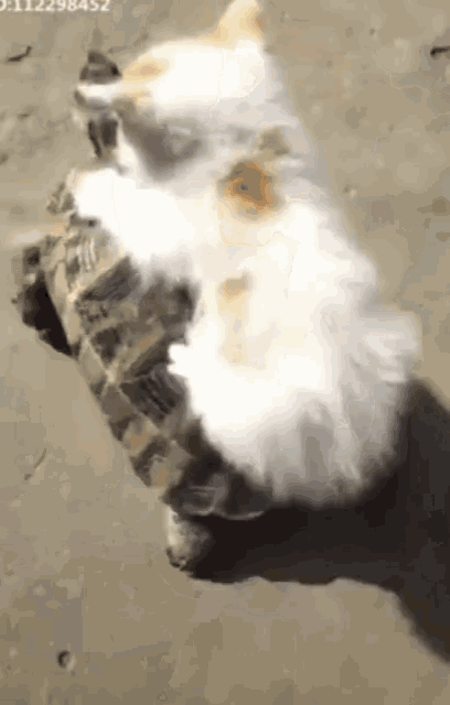 Going For A Ride Funny Animals GIF