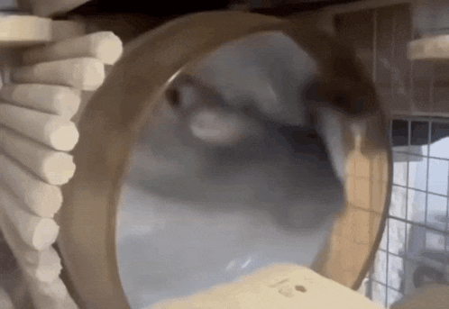 a hamster is running on a hamster wheel .