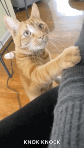 Vito Orange GIF - Vito Orange Cat GIFs