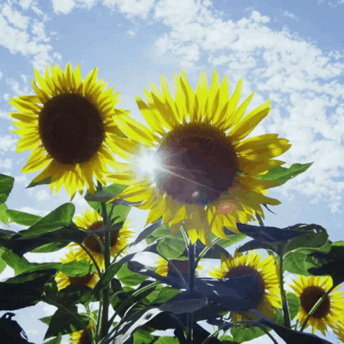 Happy Summer Sunflower GIF - Happy Summer Sunflower Sun GIFs