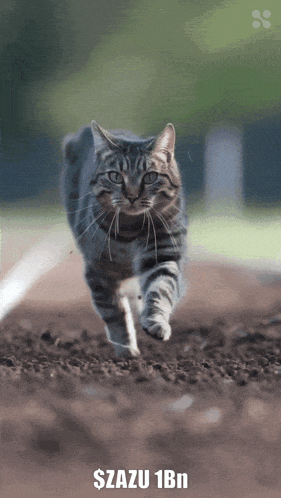a cat is running on a dirt road with the words $ azu 1bn behind it