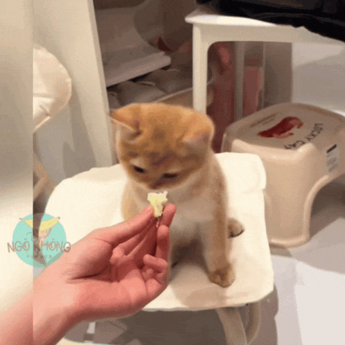 a person is feeding a kitten a piece of food and the kitten is looking at the person