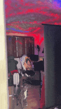 a cat is sitting in a room with a projector screen and a blanket that says monkey d luffy on it