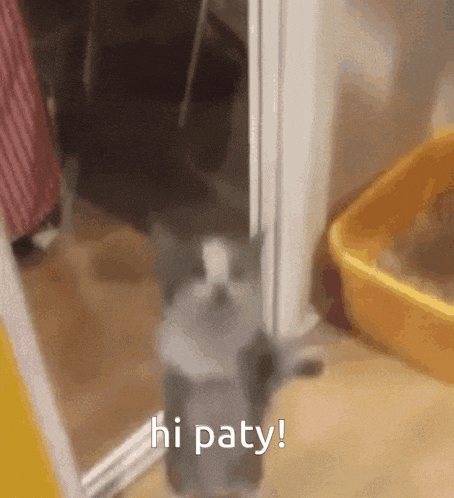 a cat is standing in front of a mirror with the words `` hi paty '' written on it .