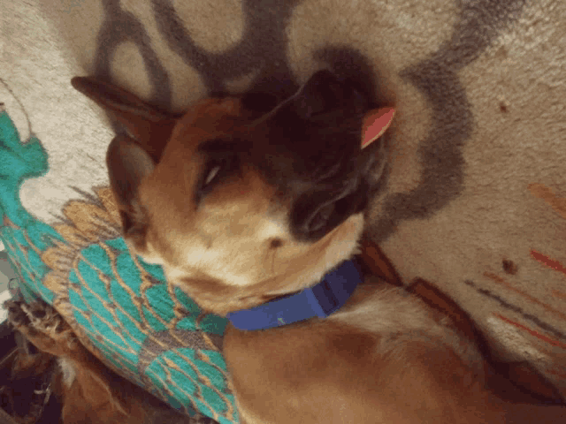a dog wearing a blue collar is laying on a blanket