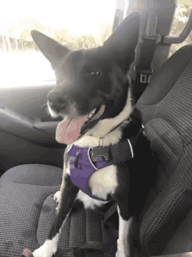a black and white dog wearing a purple harness sits in the back seat of a car