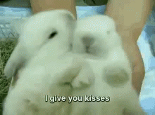 Bunny Kisses! GIF - Cute GIFs
