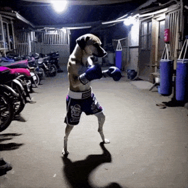 a dog is wearing boxing gloves and shorts that say club on them