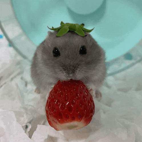 a hamster with a green leaf on its head is holding a strawberry