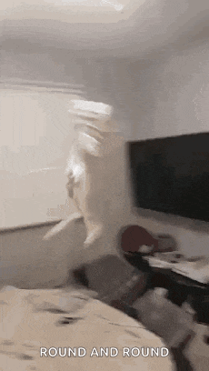 a cat is jumping in the air in a bedroom .