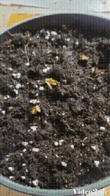 a close up of a potted plant with the words video2me visible