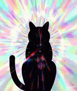cats-silhouette-light-speed-travel.gif