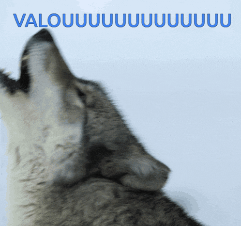a close up of a wolf howling with the words valou written on the bottom