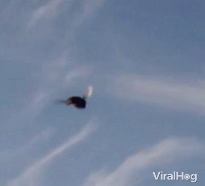 Fly Wings GIF - Fly Wings Flapping GIFs