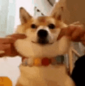 a close up of a person holding a dog 's face .