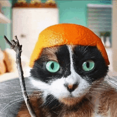 a black and white cat with green eyes wearing an orange peel hat