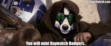 Baywatch Badgers Badger Hybrid GIF - Baywatch Badgers Badger Hybrid Baywatchbadgers GIFs