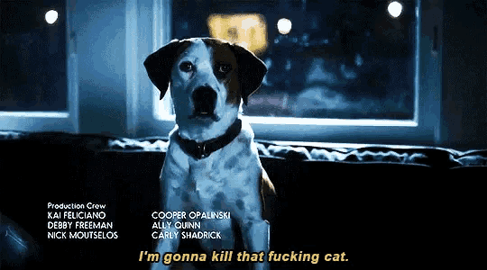 a dog is sitting on a couch with the words i 'm gonna kill that fucking cat