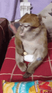 a monkey sits on a bed next to a bag of chips that says ' aax ' on it