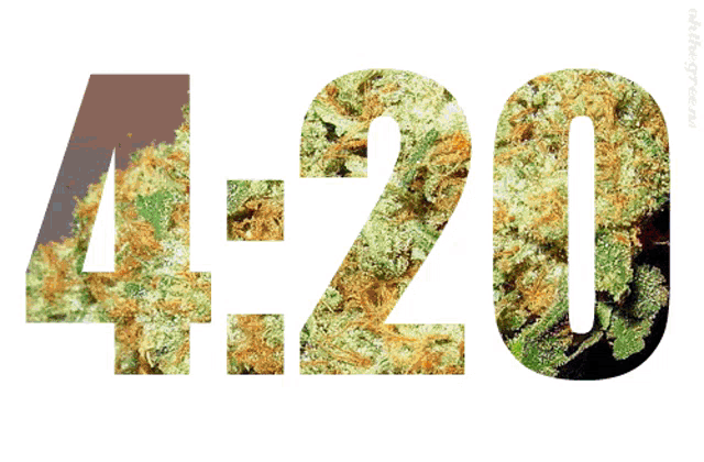 4:20 is displayed on a yellow background with a bunch of marijuana in the background