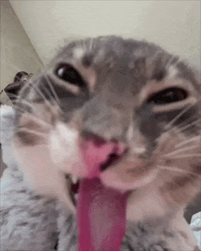 a close up of a cat licking its nose with its pink tongue