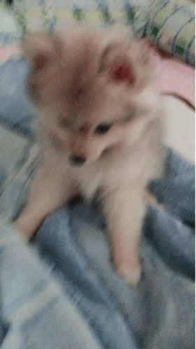 Pompom Cute GIF - Pompom Cute Dog GIFs