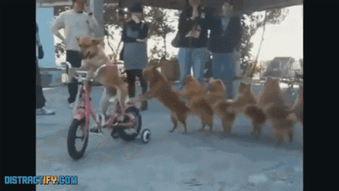 a group of dogs are riding a pink bike with a distractify.com watermark on the bottom right