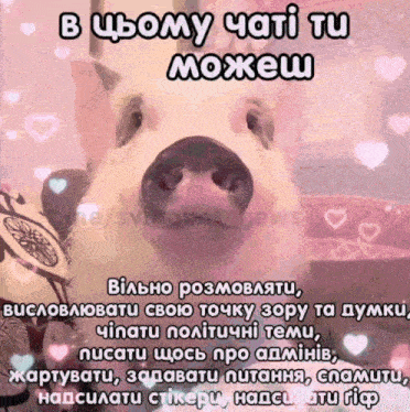 a picture of a pig with hearts around it and the words " в цьому чаті tu можеш "