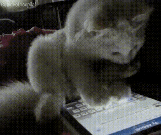 Cat Browsing Cute GIF - Cat Browsing Cute Adorable GIFs