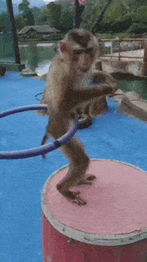 a monkey is playing with a hula hoop while standing on a barrel