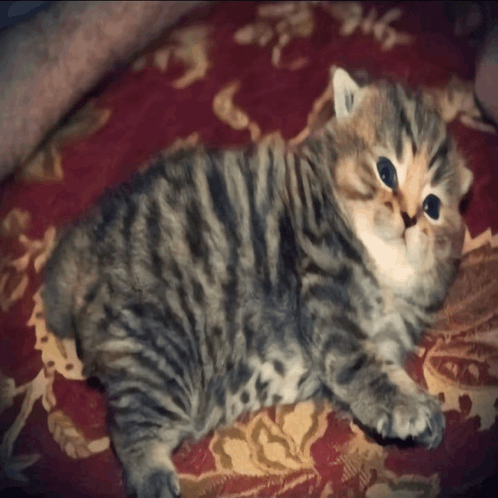 a striped kitten laying on a red and gold pillow