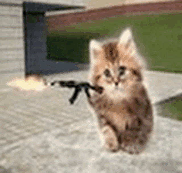 a kitten is holding a gun in its paws .