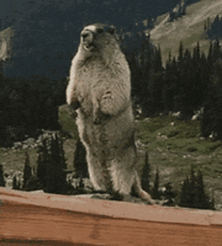 a marmot standing on its hind legs with the word dustin written in white letters