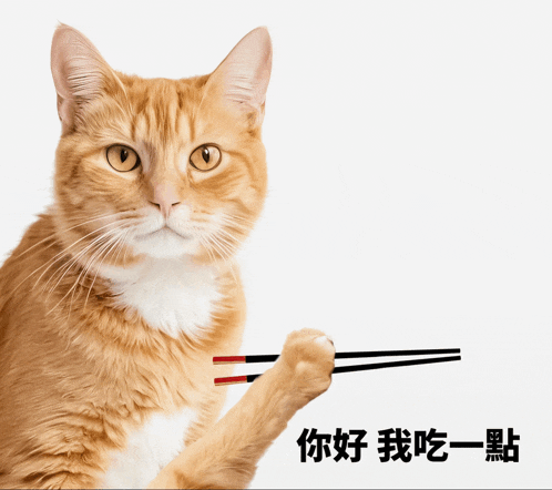 a cat holding chopsticks in its paw with chinese writing on the bottom